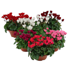 Cyclamen